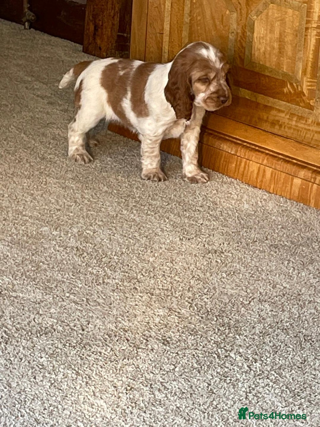 Cocker Spaniel dogs for sale: Beautiful Cocker Spaniel Puppies For Sale  - Image 11