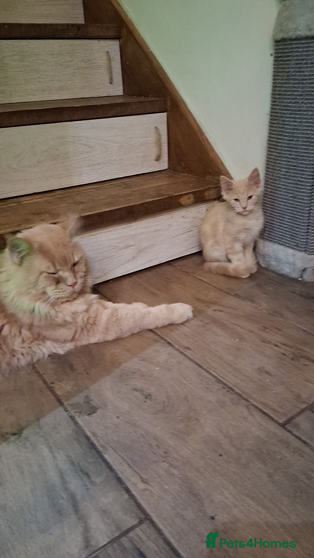 Maine Coon cats for sale: Maine Coon pedigre XL - Image 27