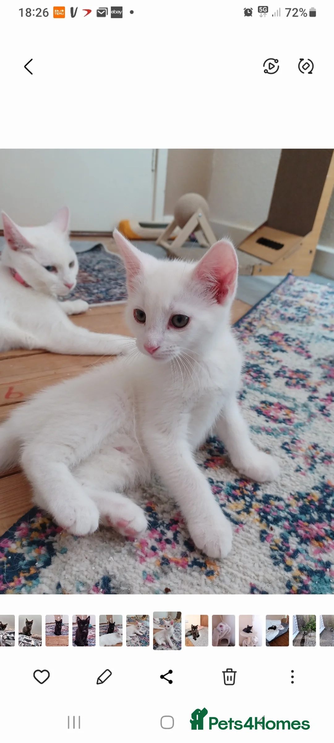 Mixed Breed cats for sale: Beautiful kittens - Advert 2