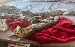 American Shorthair cats for sale: Female Kitten  - Image 4