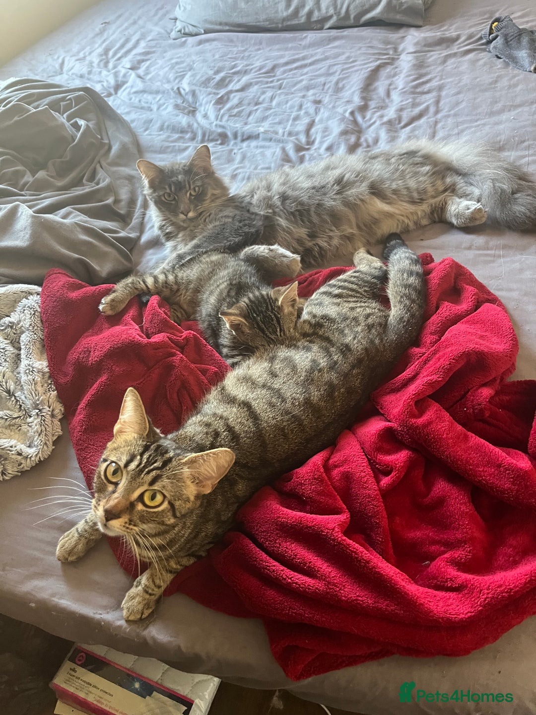 American Shorthair cats for sale: Female Kitten  - Image 4