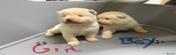 Akita dogs for sale: American Akita Puppies - Advert 5
