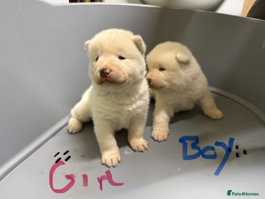 Akita dogs for sale: American Akita Puppies - Image 5
