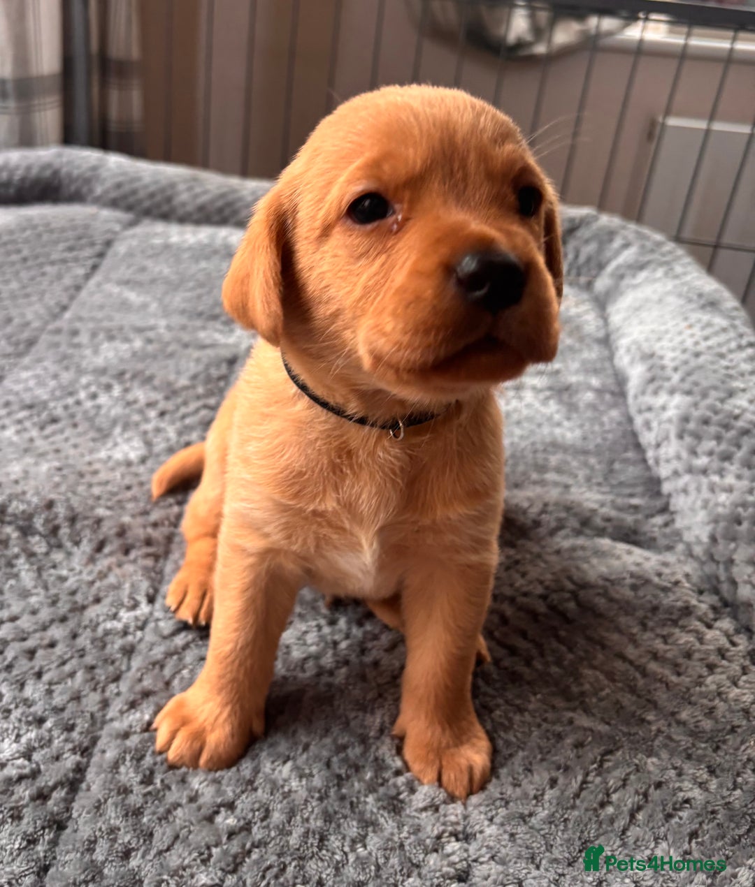 Labrador Retriever dogs for sale: Labrador Puppies Yellow & Red Fox  - Advert 11