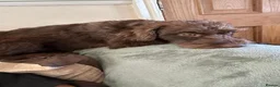 Mixed Breed dogs for sale: Ozzy 12wks old - Advert 2