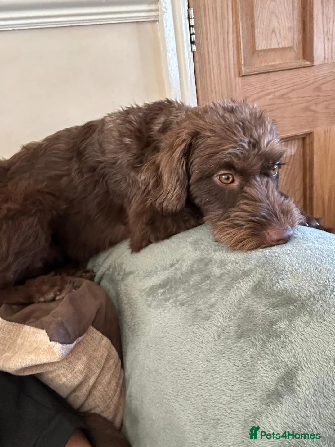 Mixed Breed dogs for sale: Ozzy 12wks old - Advert 2