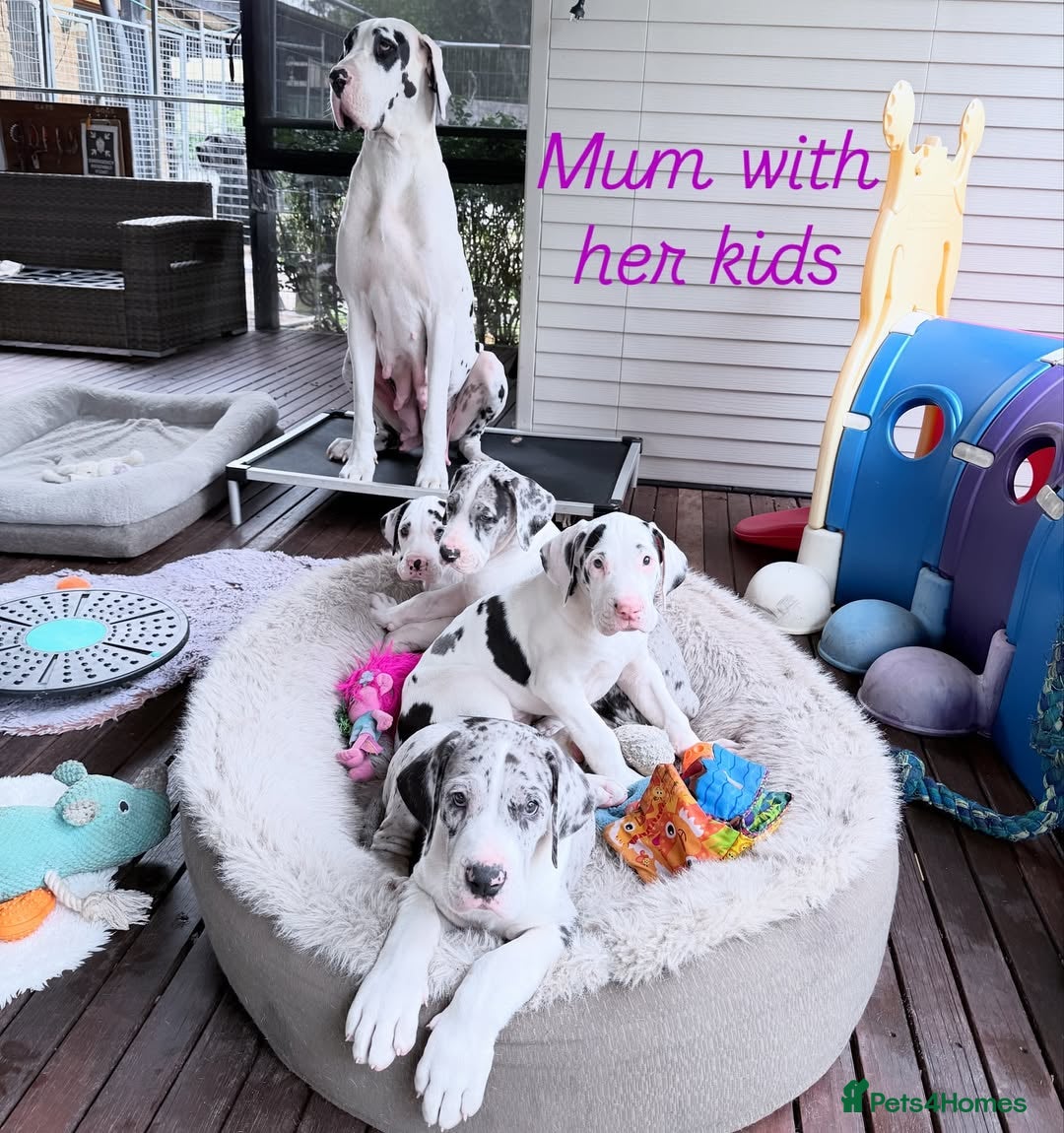 Great Dane dogs for sale: Great Danes Available–Gentle Giants in the Making - Advert 3
