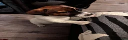 Jack Russell dogs for sale: Beautiful Pure bred Jack Russells - Advert 3