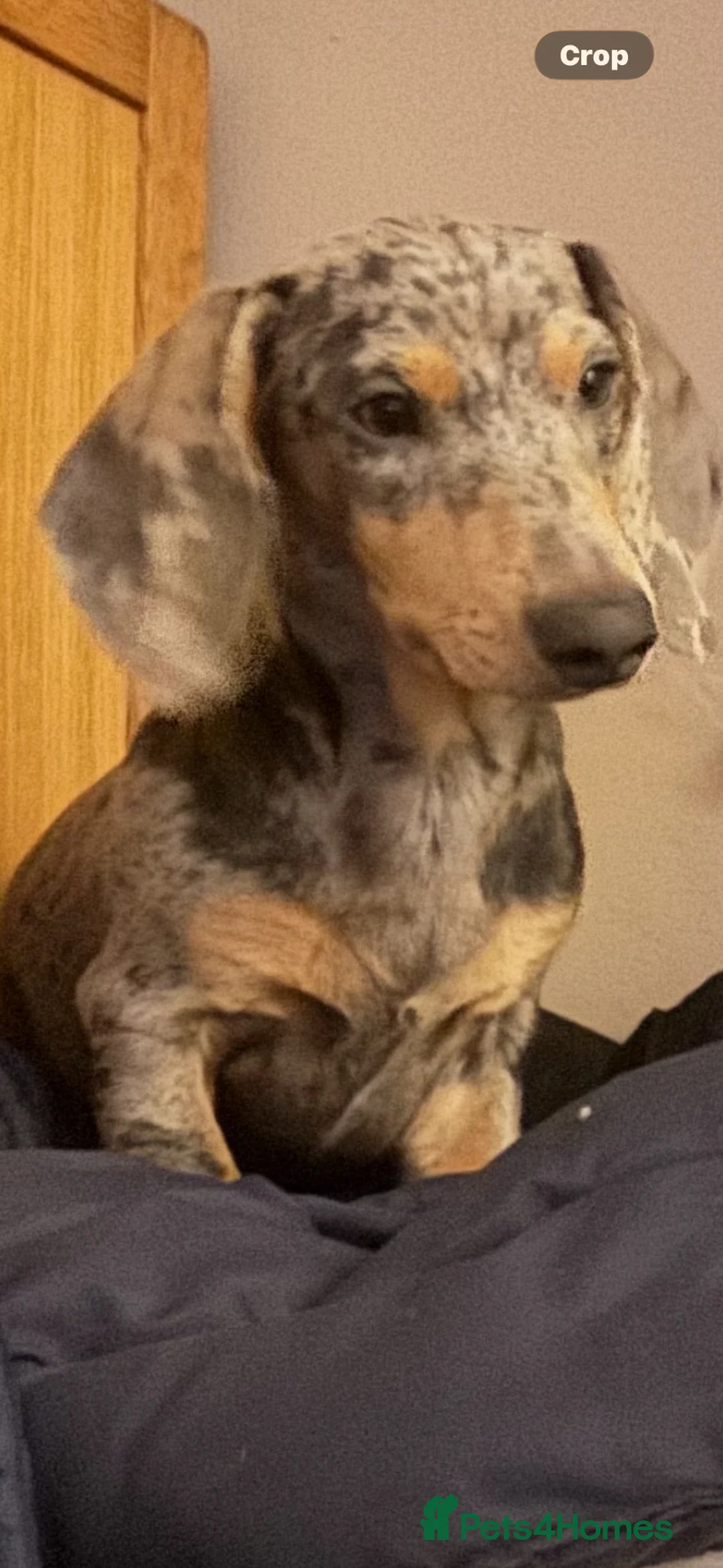 Miniature Dachshund dogs for sale: Stunning blue miniature dachshund puppies - Advert 6