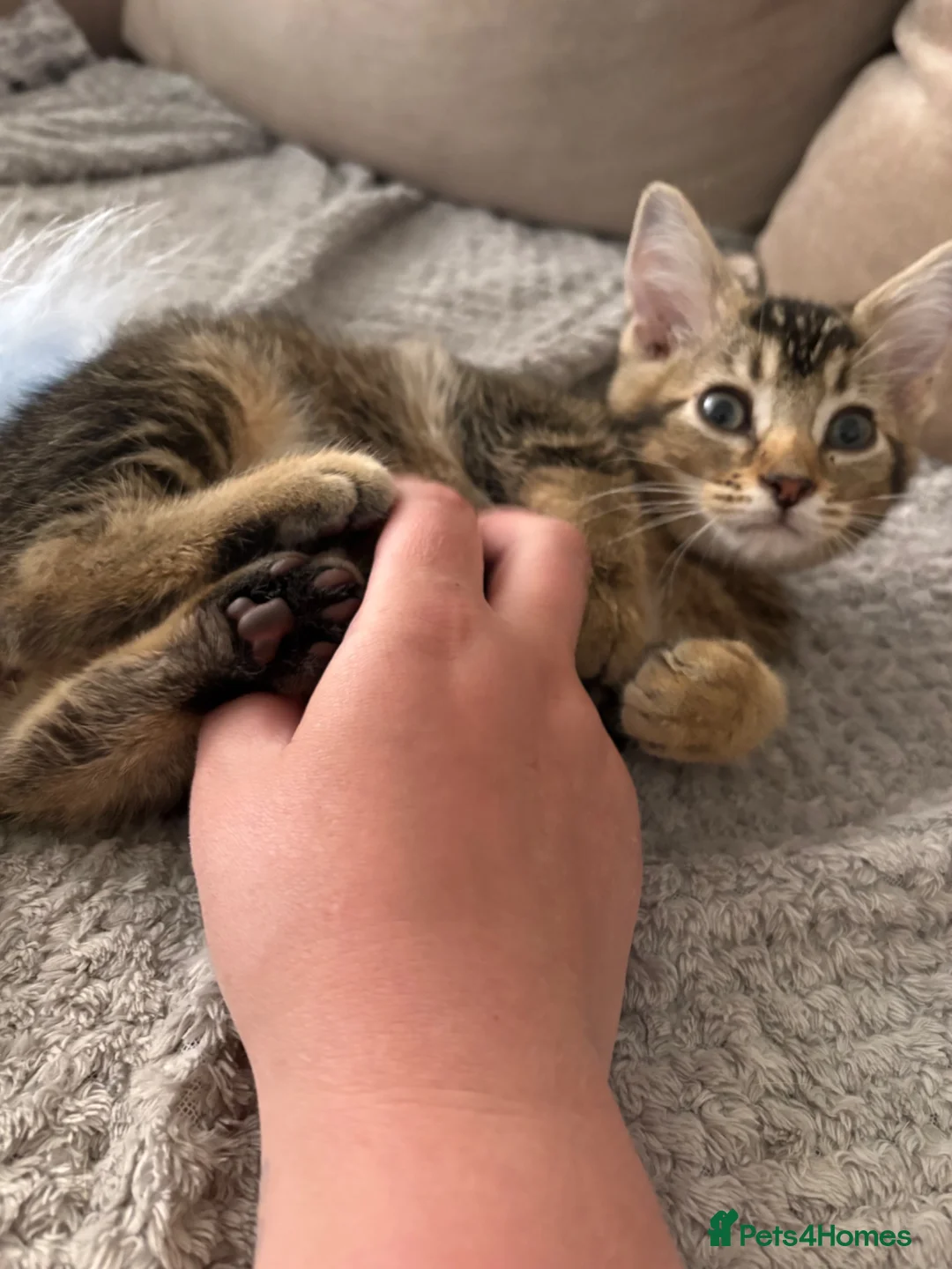 Mixed Breed cats for sale: 11/12 week old kitten - Advert 5
