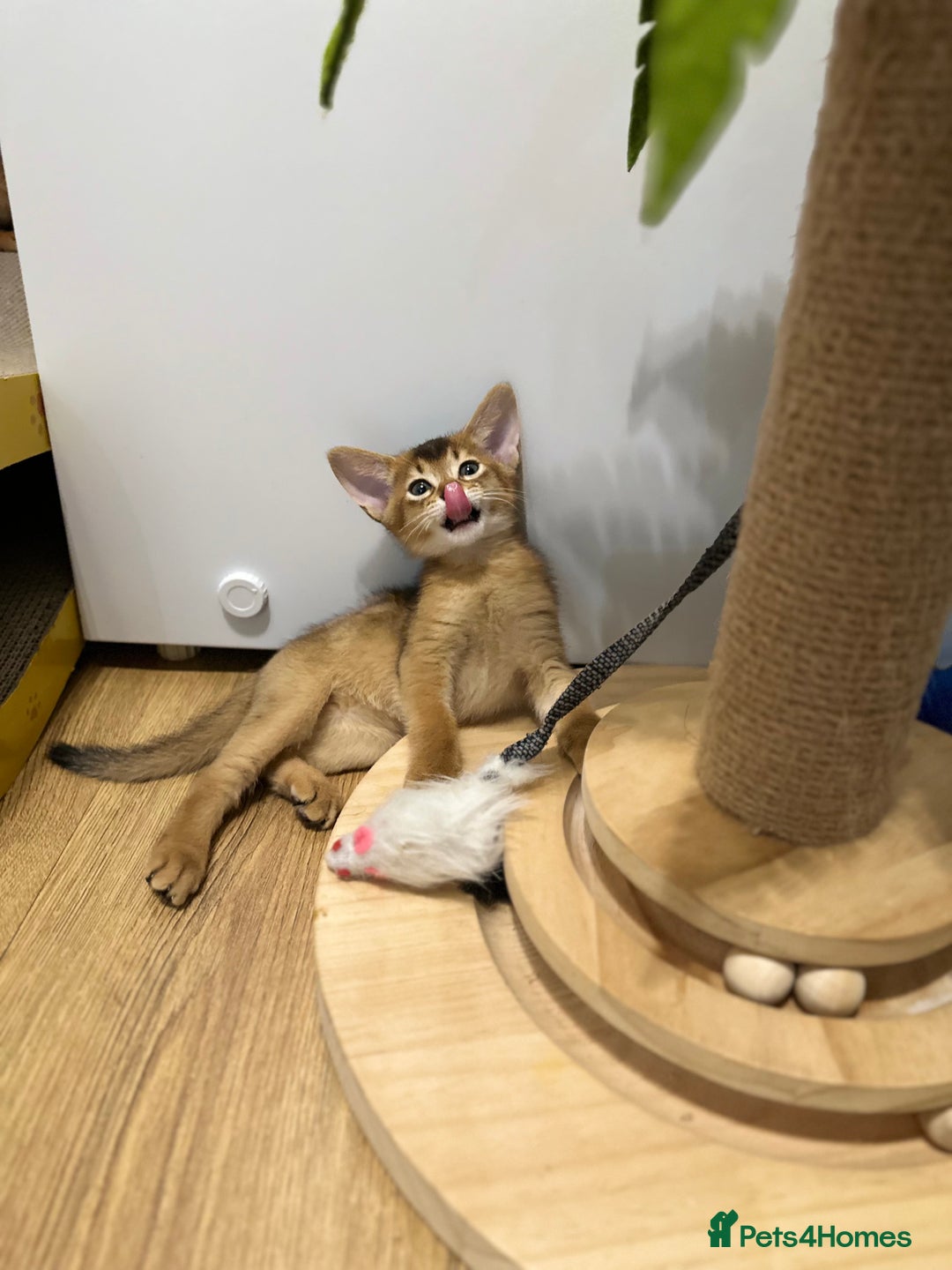 Abyssinian cats for sale: Pedigree Abyssinian kittens  - Advert 19