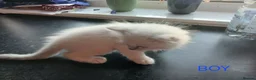Ragdoll cats for sale: Rare Pattern Ragdoll-Super cudly teddybear kittens - Advert 17