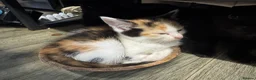 Domestic Shorthair cats for sale: Lovely kittens  - Advert 6