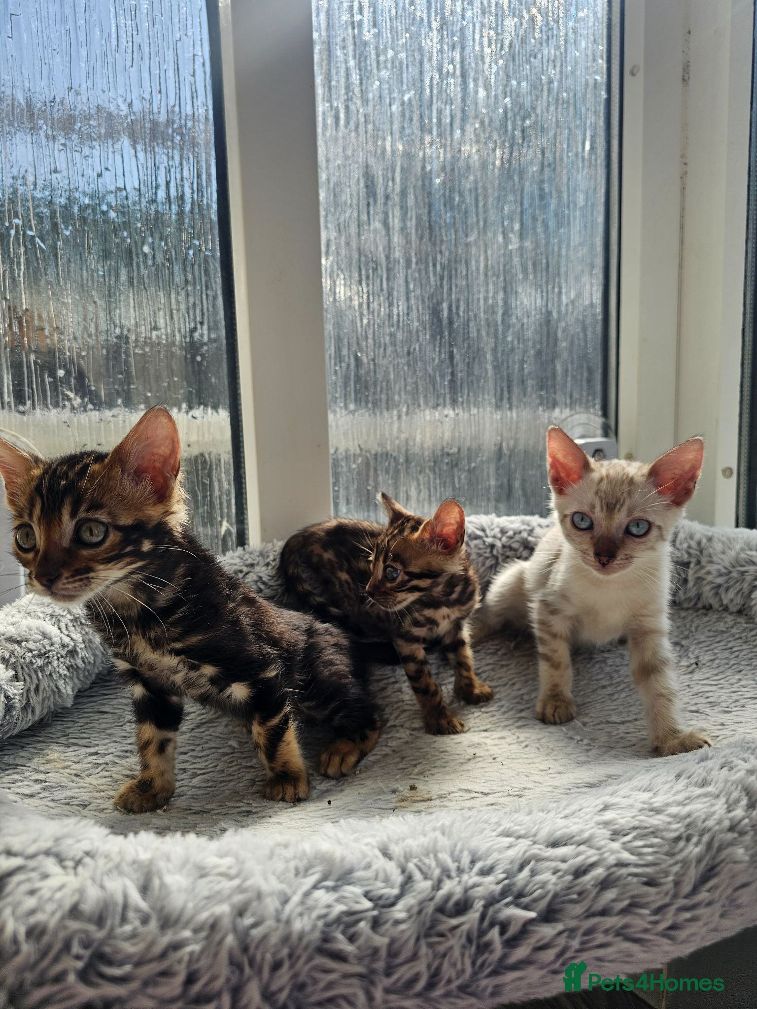 Bengal cats Stunning Bengal Kittens - Advert 5