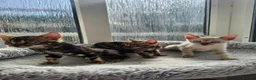 Bengal cats for sale: Bengal Kittens(Marble and Snow bengal available) - Advert 1