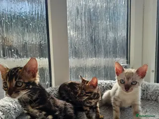 Bengal cats Stunning Bengal Kittens - Advert 5