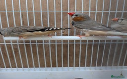 Finches birds for sale: Zebra finchs  - Image 2