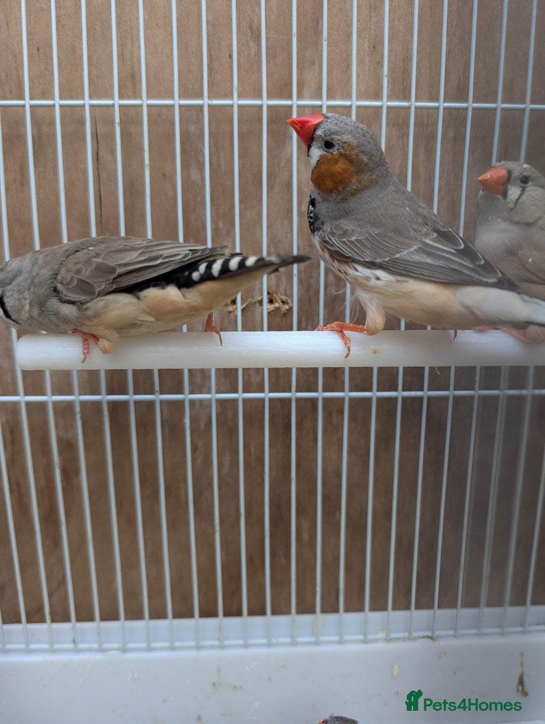 Finches birds for sale: Zebra finchs  - Image 2