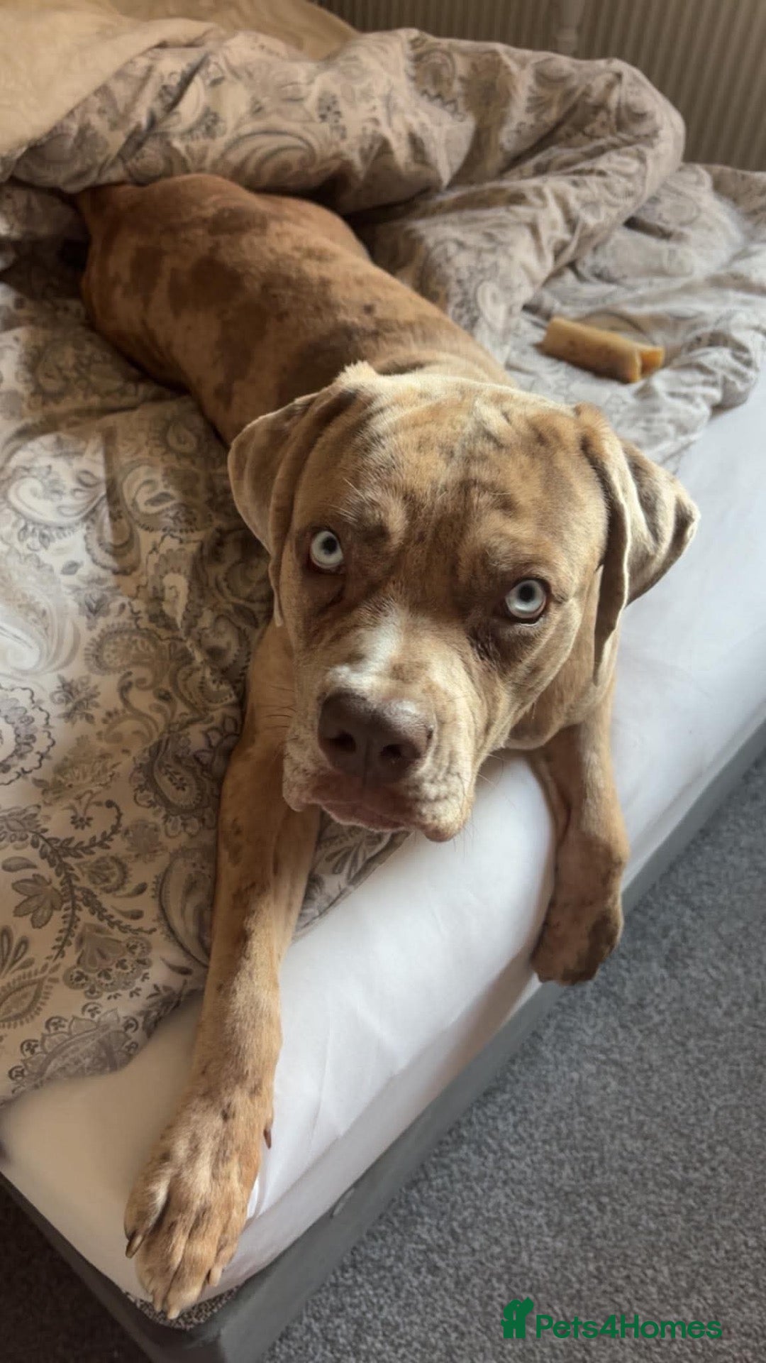 Cane Corso dogs Rehoming our Cane Corso - Advert 1
