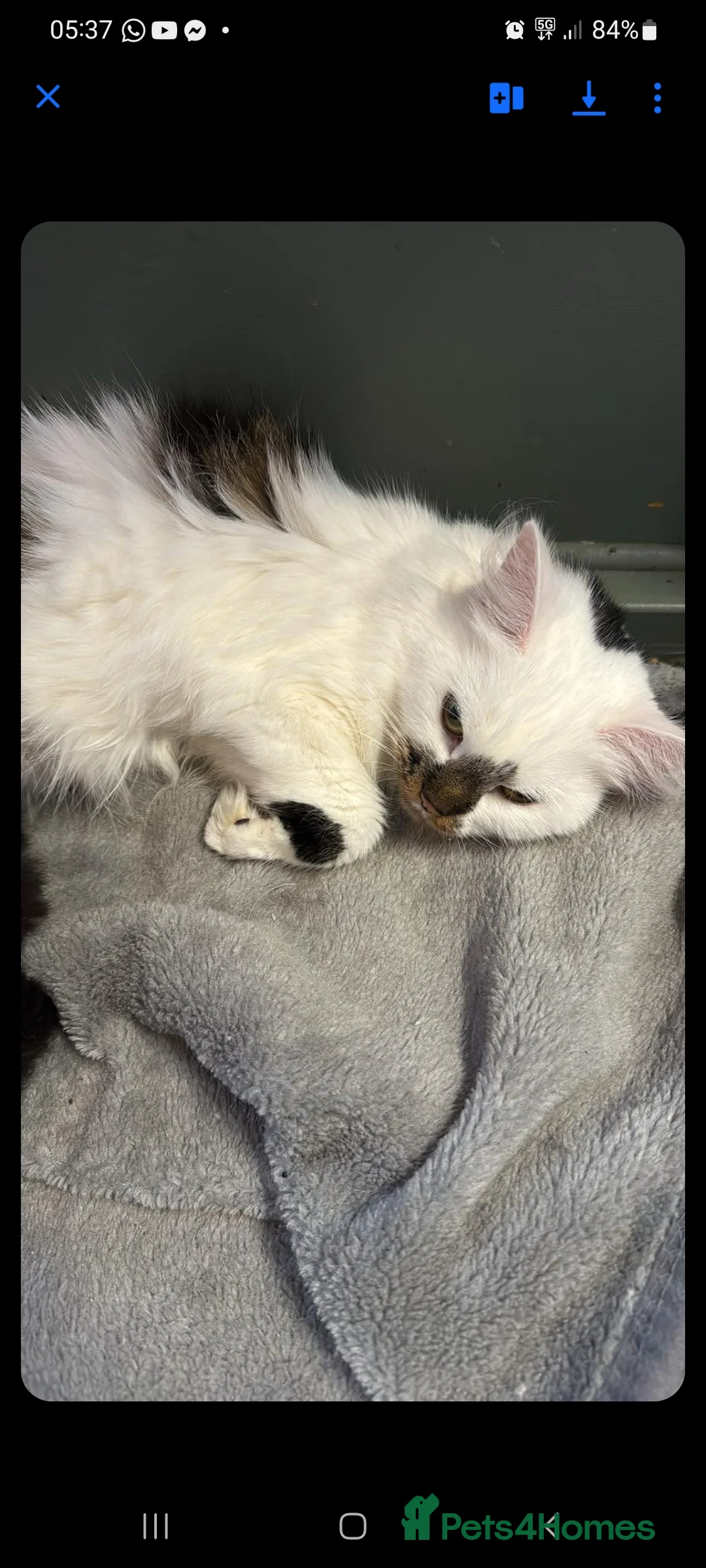 Mixed Breed cats for sale: British shorthair + siberian  - Advert 2