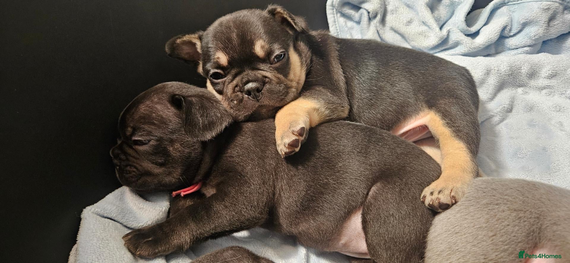 French Bulldog dogs Beautiful French Bulldog puppies 🐶 - Advert 2