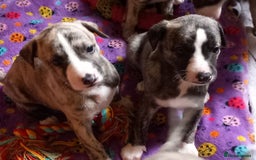 Whippet dogs for sale: Top Class Whippet Puppies bred from Champions - Image 29