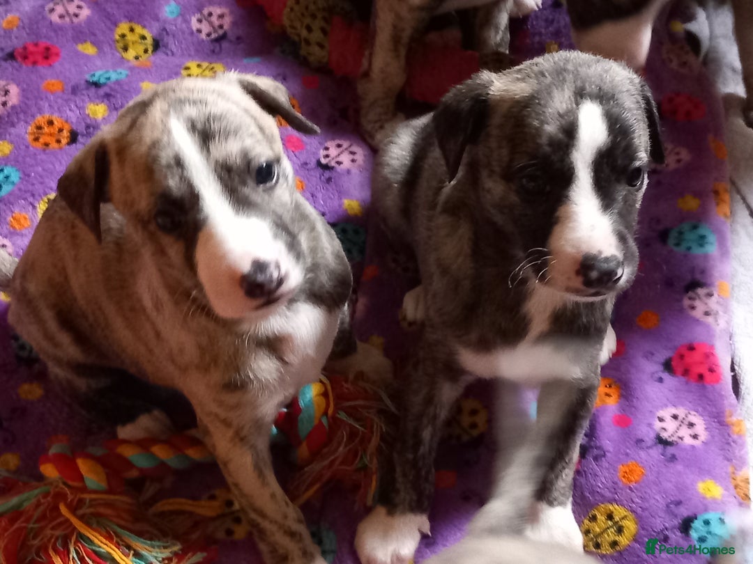 Whippet dogs for sale: Top Class Whippet Puppies bred from Champions - Image 29