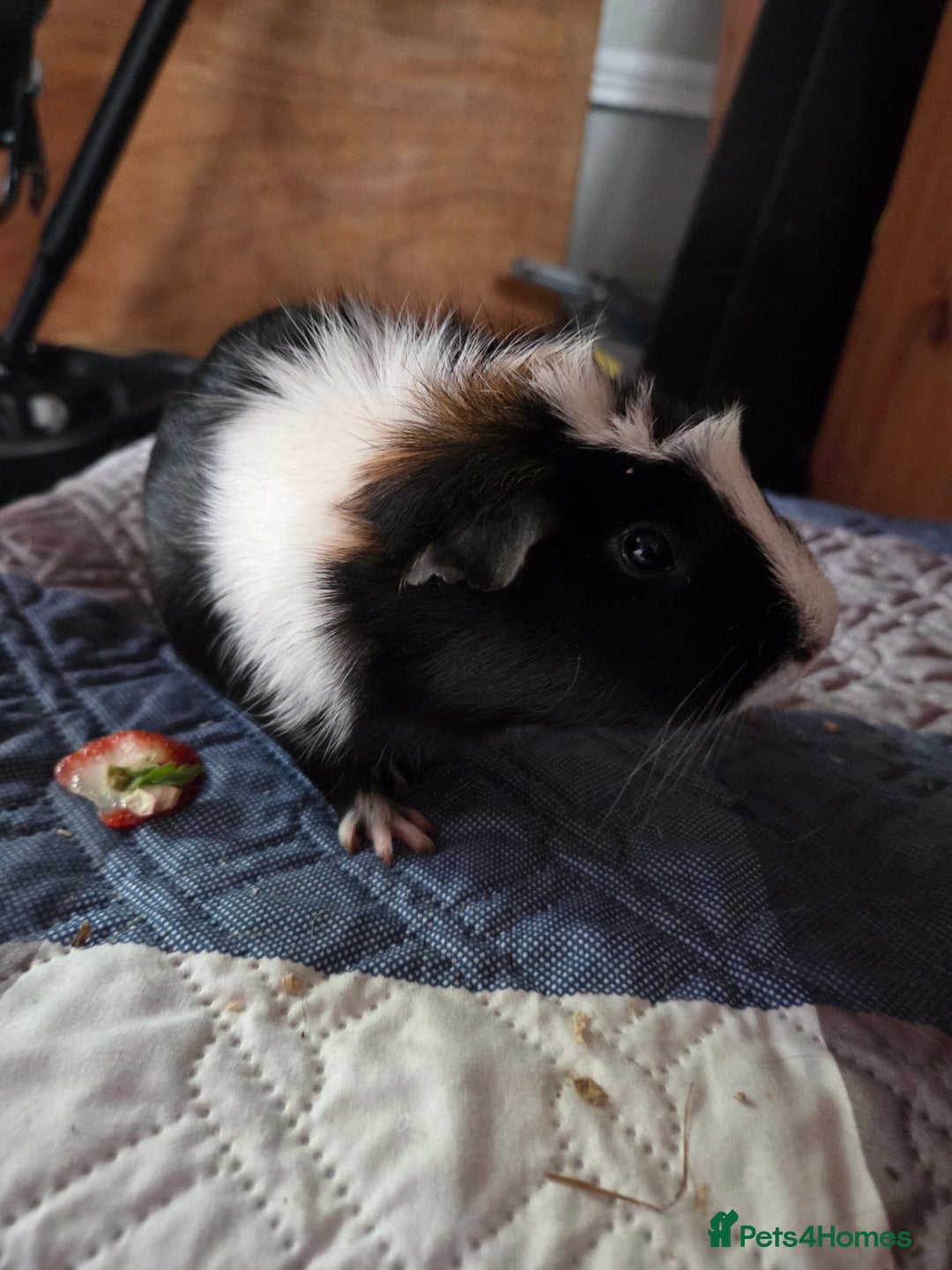 Guinea Pig rodents for sale: Male and female guinea pigs  - Image 5