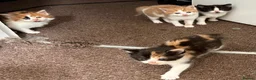 Mixed Breed cats for sale: 4 beautiful kittens for sale  in Slough - Advert 8