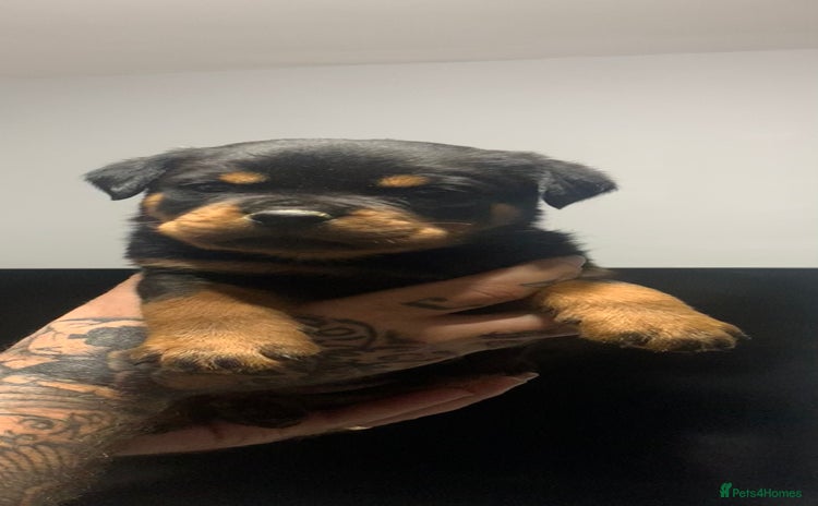 Rottweiler dogs - Advert 2