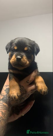 Rottweiler dogs - Advert 4