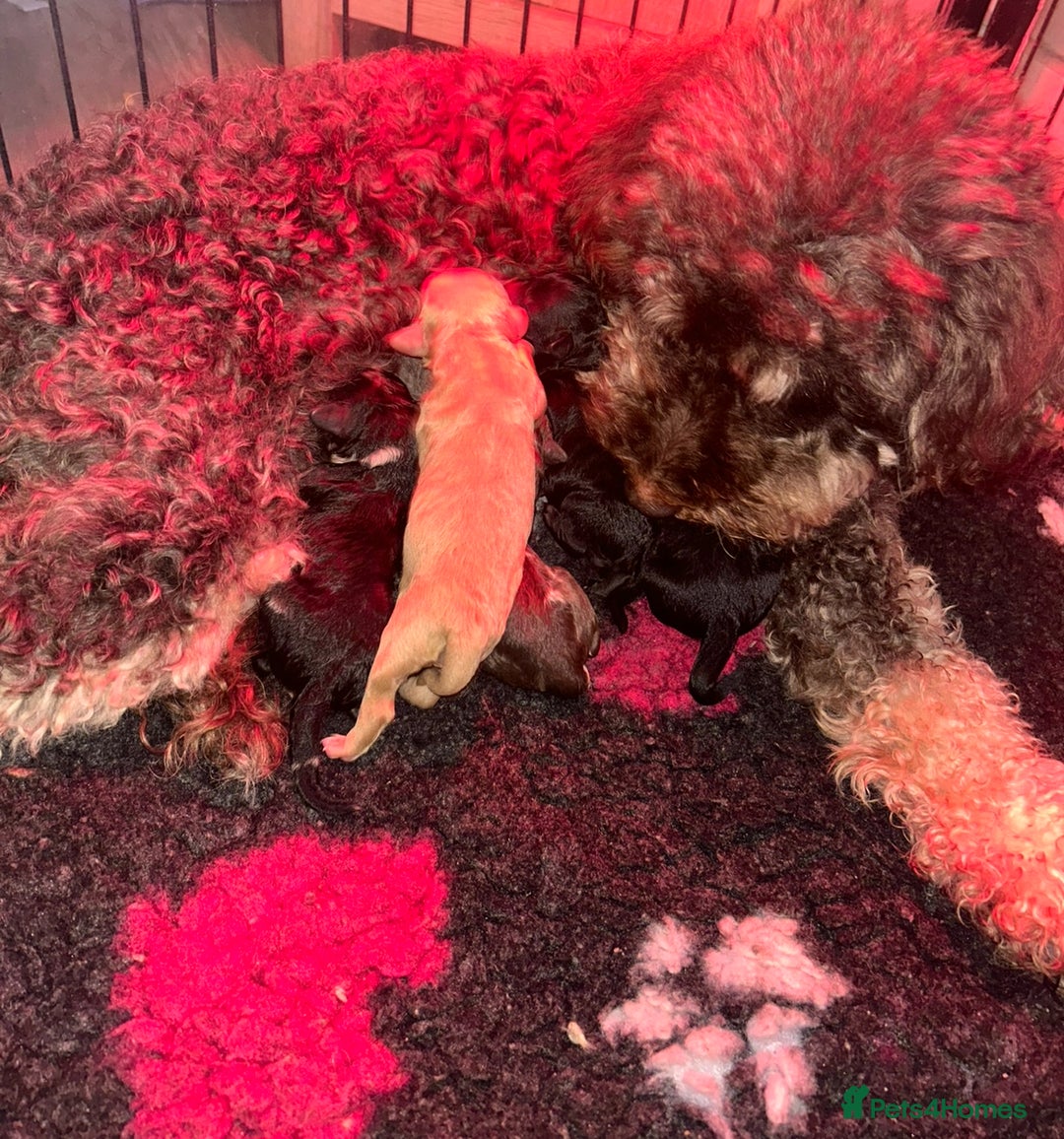 Cavapoo dogs for sale: Ready 22nd Dec f1b cavapoos - Advert 7