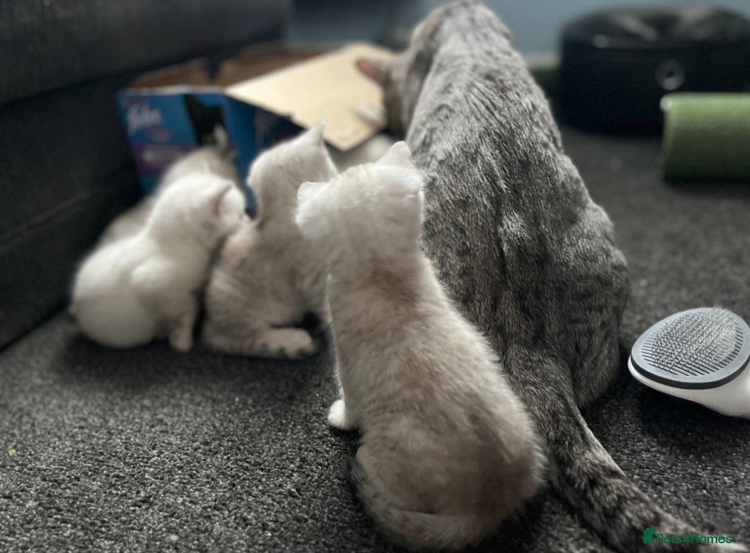 British Shorthair cats for sale: BRITISH SHORTHAIR KITTENS - Advert 6