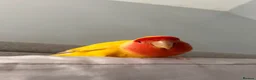Lovebirds birds for sale: Peach faced lovebird  - Advert 3