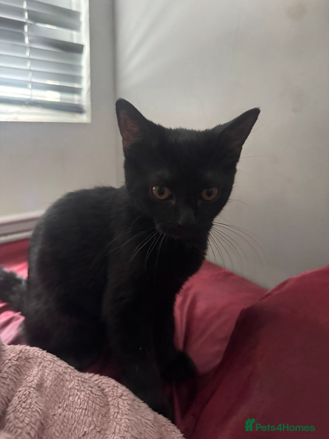 Domestic Shorthair cats for sale: British Shorthair x Black Domestic  - Image 2