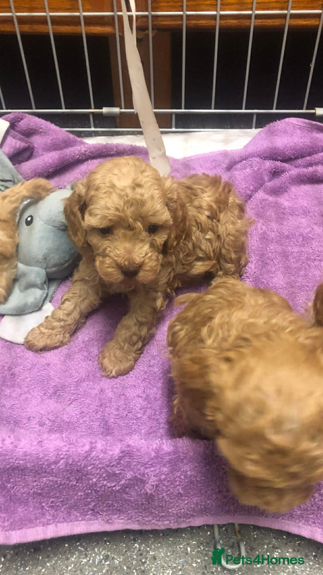 Cavapoo dogs for sale: Cavapoo puppies  - Advert 8