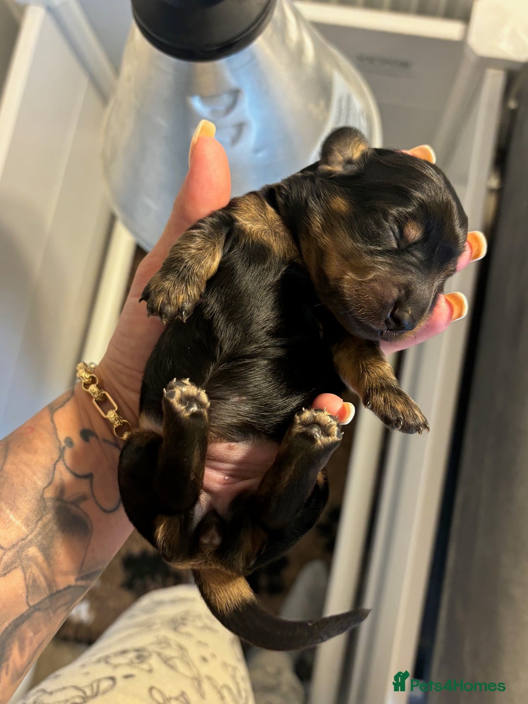 Miniature Dachshund dogs for sale: Stunning Kc Reg Long Hair Mini Dachshund puppies - Image 7
