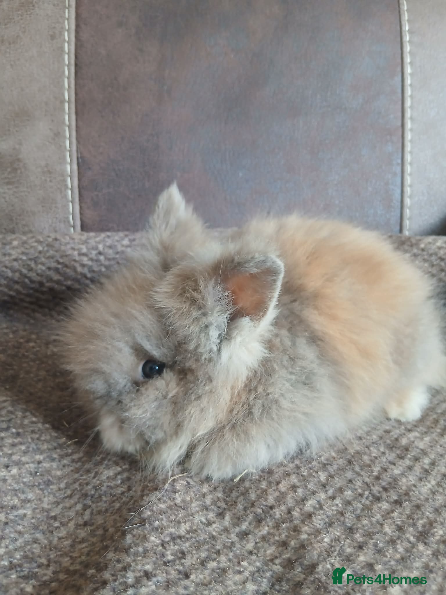 Lionhead rabbits Pure bred lionhead rabbits  - Advert 10