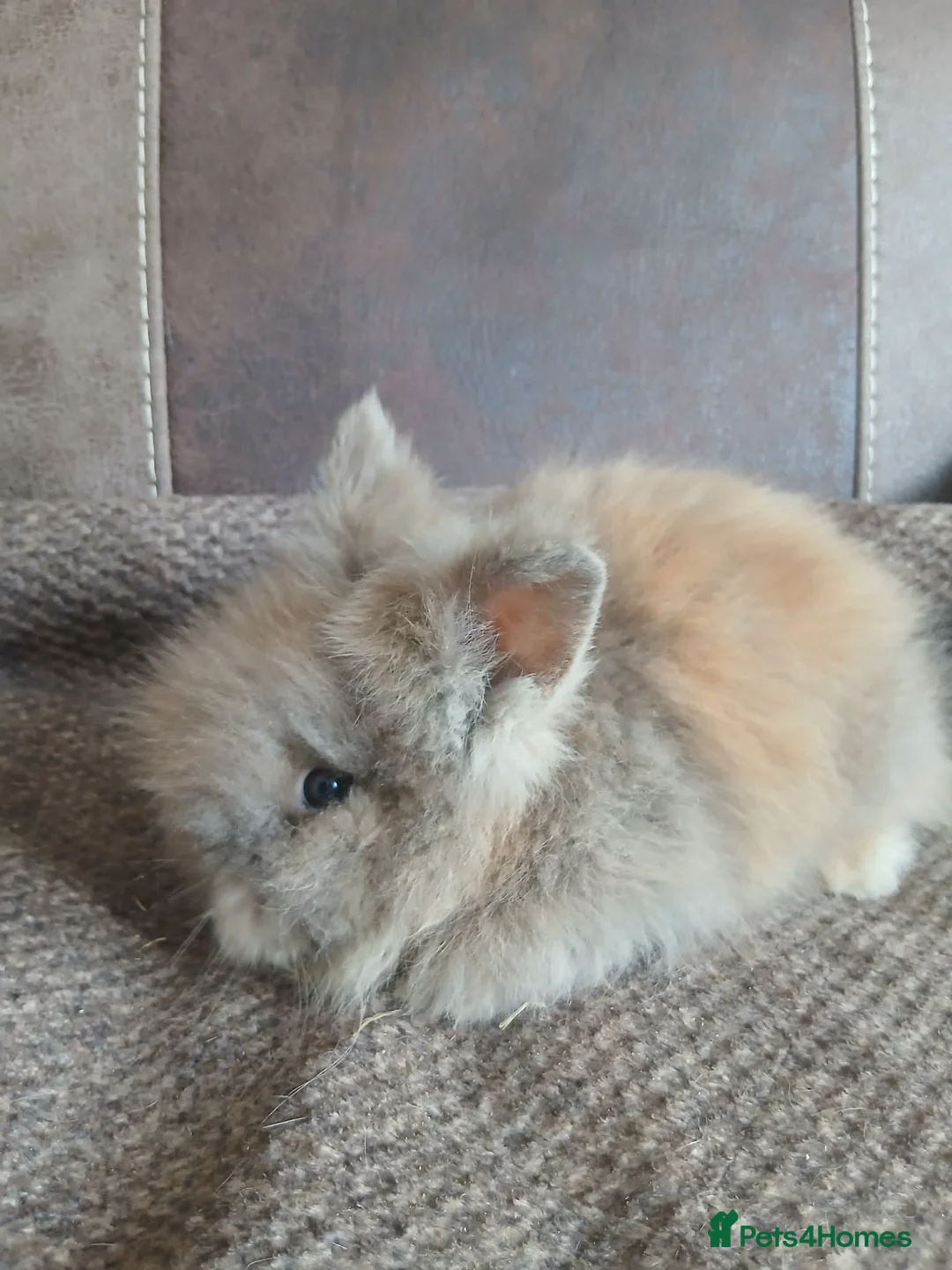 Lionhead rabbits for sale: Pure bred lionhead rabbits  in Merthyr Tydfil - Advert 1