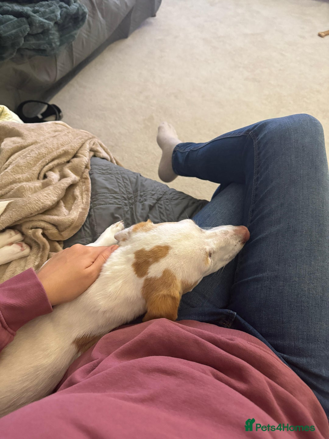 Dachshund dogs for adoption: 7 Months old, Dachshund Betty Readt to Adopt - Advert 5