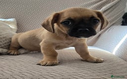 Mixed Breed dogs for sale: 6 jug x cavachon pups for sale  - Image 1