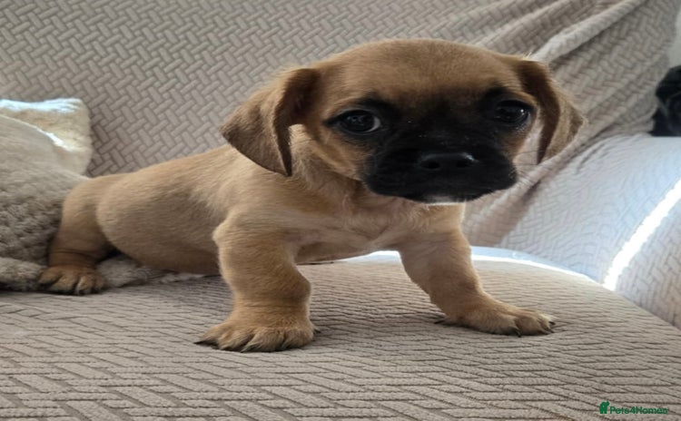 Mixed Breed dogs - Advert 4