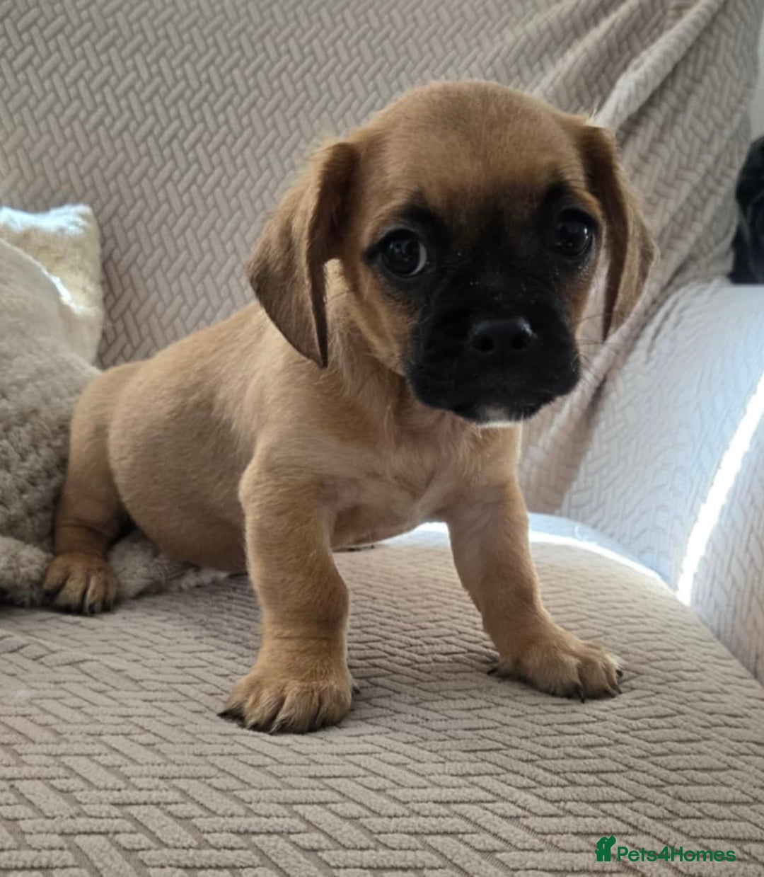 Mixed Breed dogs for sale: 6 jug x cavachon pups for sale  - Image 1