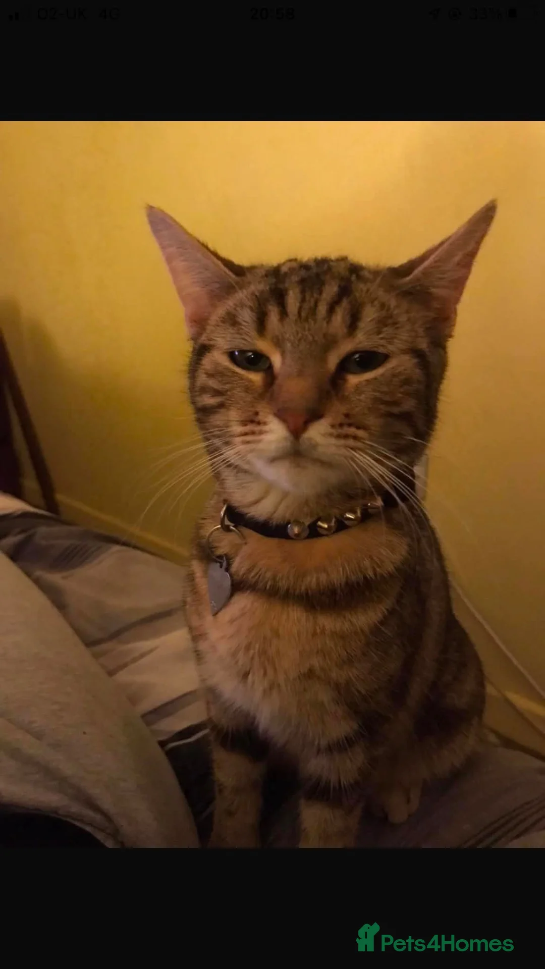 Mixed Breed cats for sale: 2 beautiful cats  - Advert 1