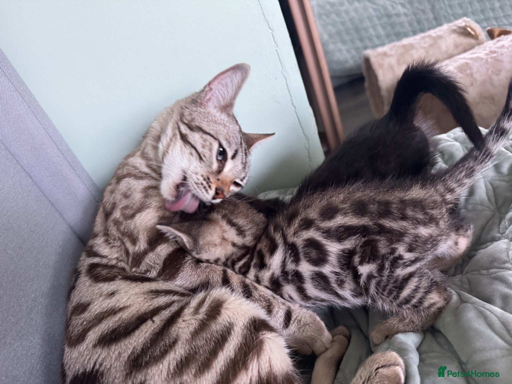 Bengal cats Bengal kittens  - Advert 6