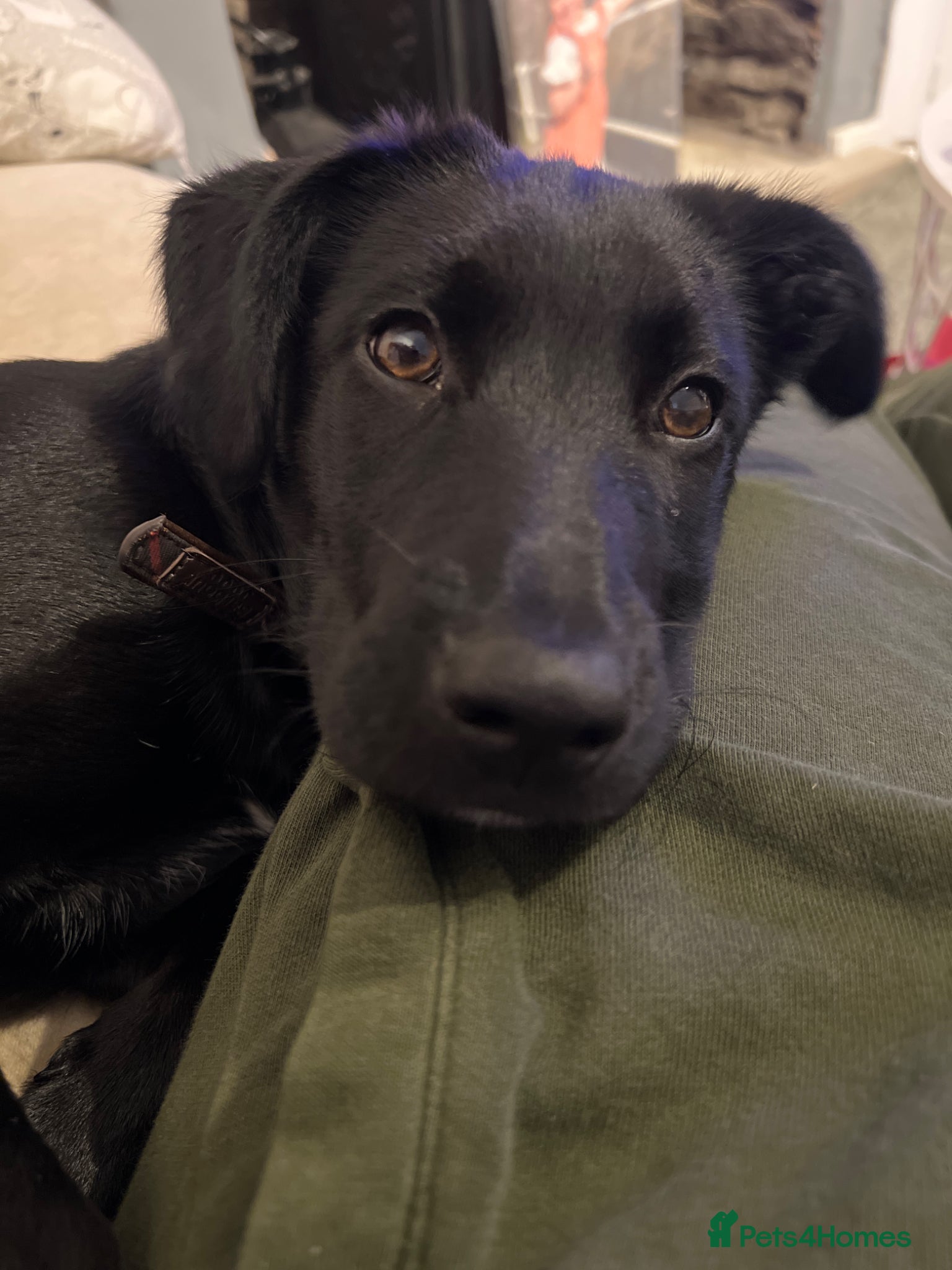 Mixed Breed dogs Moose - Advert 1
