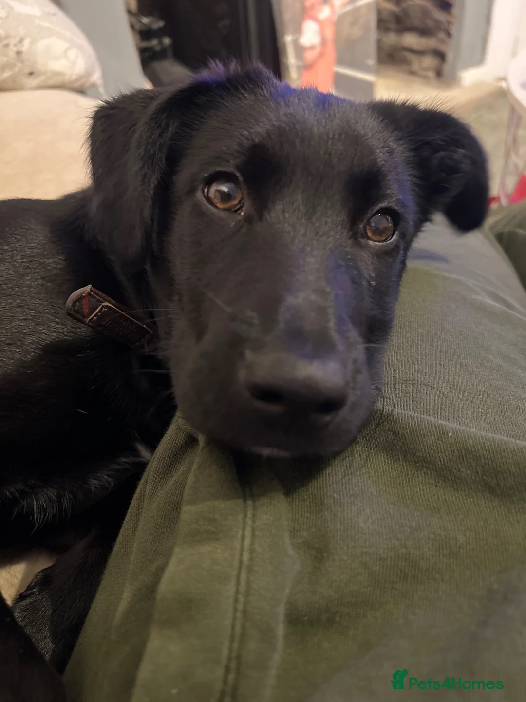 Mixed Breed dogs for sale: Moose in Macclesfield - Advert 1