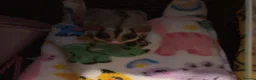 Sugar Glider rodents for sale: Sugar gliders  - Advert 5
