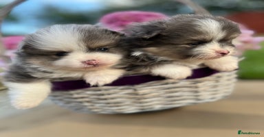 Pomeranian dogs - Advert 9