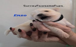 Mixed Breed dogs for sale: F1 Malchi puppys from health tested parents  - Image 16